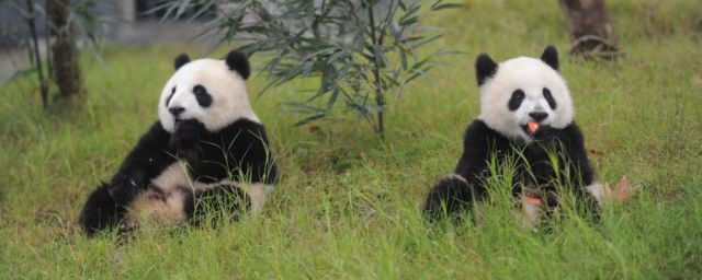 ��è��Ӣ����ô�� ��è��ƴ����ôƴд