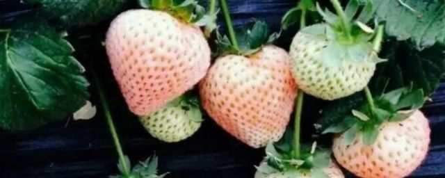 蟋蟀进屋是什么征兆 蟋蟀进屋是好事