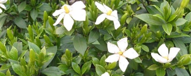 栀子的功效与作用栀子泡水喝有什么好处