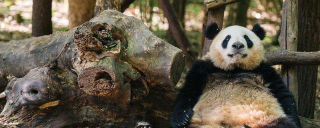 大熊猫吃什么食物 主食是竹子的杂食性动物