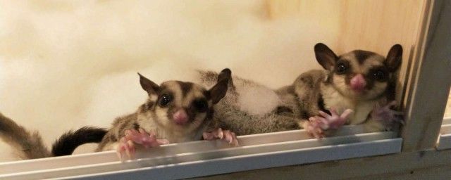 �۴�����������ô�� �۴�������ʲô�ද��