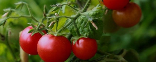 西红柿的简介资料 关于西红柿的简单介绍