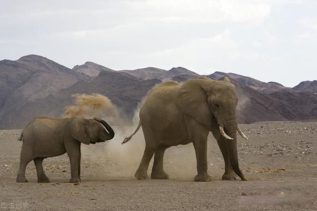 非洲行军蚁吃大象图片