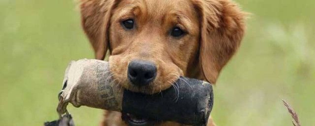 梦见狗咬我是什么意思 梦见被自己的狗咬了预示着什么