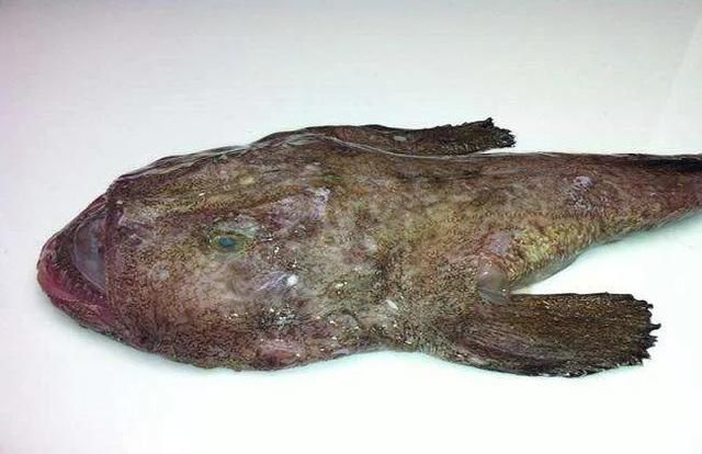 河豚鱼中含的河豚毒素是什么 怎么处理河豚鱼才没毒