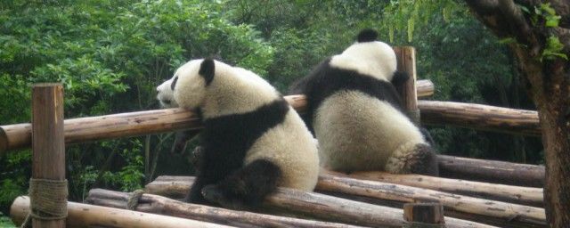 大熊猫的资料完整介绍 关于国宝大熊