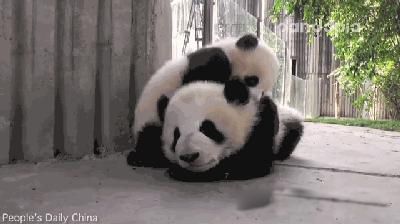 大熊猫的资料完整介绍 关于国宝大熊猫的简介