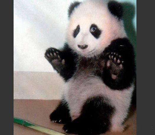 大熊猫的资料完整介绍 关于国宝大熊猫的简介