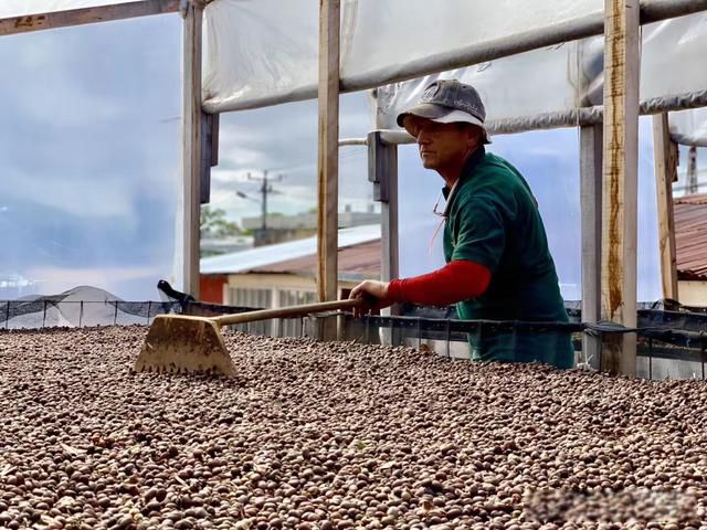 最好的咖啡豆产自哪里 牙买加蓝山咖啡怎么样