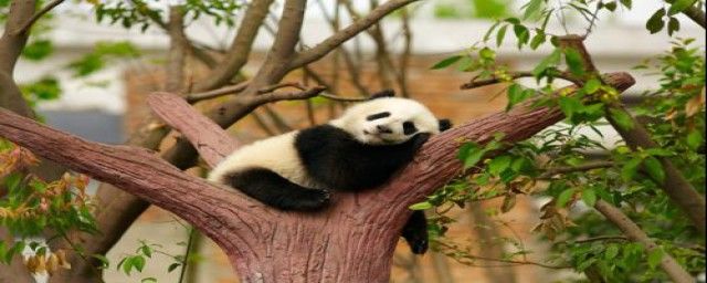 大熊猫的生活方式和特点 走路是内八还是外八