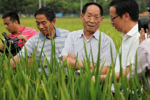 袁隆平生平及主要事迹 一位种了一辈子稻子的农民