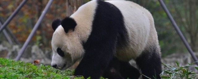 大熊猫走路的姿势是什么样子的 是内八字还是猫步