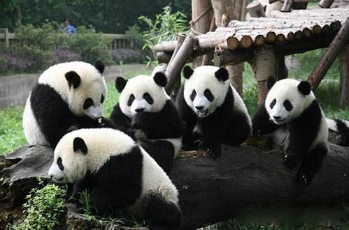 大熊猫走路的姿势是什么样子的 是内八字还是猫步