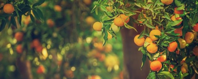 ��������ֲ��������� ��ֲ��������ȷ����