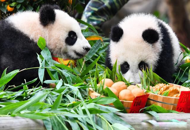 大熊猫食物种类图片