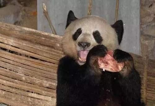 大熊猫吃肉吗 杂食动物除了吃竹子还吃什么食物