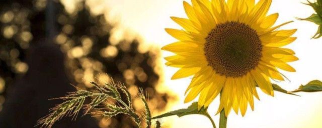 ʲô��΢Ц����ʵĴ��� ��дǡ���Ĵ��������