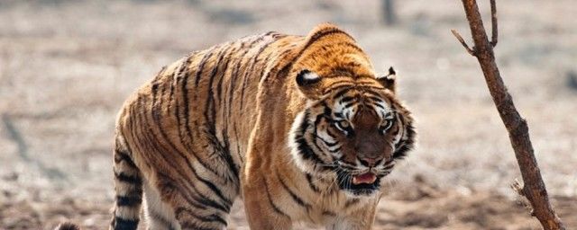 老虎的寿命有多长 是其生长期的5到7倍
