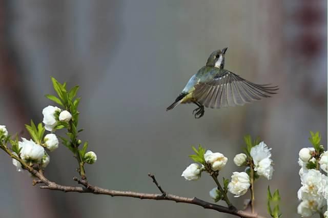 �ݳ�ݺ�ɶ������ݺ��ʲô��˼ ����ʫ�����ֽ�ʲô