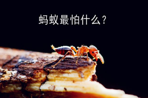 消灭蚂蚁最高效最彻底的方法 如何消灭家里的蚂蚁小妙方