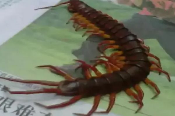 ����ʮ�󶾳�����ǰʮ�� ʮ�ֶ���ֱ���ʲô