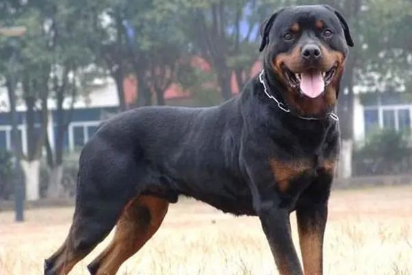 ʲô����С͵�Ŀ��� С͵��µļ��ֹ�