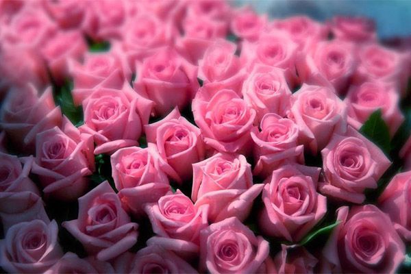 粉玫瑰适合送什么人 19朵和11朵粉玫瑰代表什么意思花语是什么