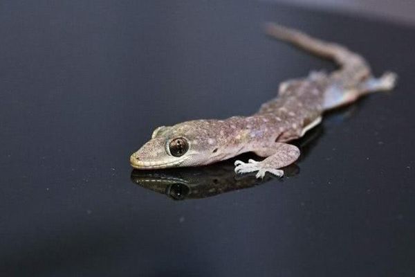 �ڻ���������ʲôԤ�� �ڻ�����ʮ��Ԥ���Ǻ���ͷ