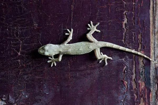 �ڻ���������ʲôԤ�� �ڻ�����ʮ��Ԥ���Ǻ���ͷ