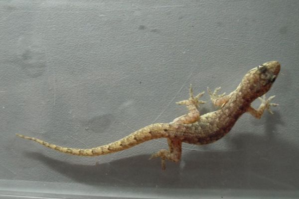 �ڻ���������ʲôԤ�� �ڻ�����ʮ��Ԥ���Ǻ���ͷ