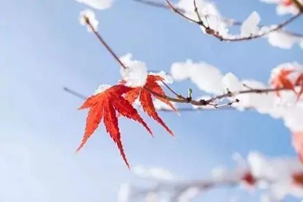 立冬下雪预示什么 立冬下雪的民间谚语有哪些