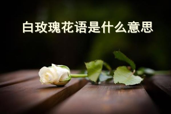 白玫瑰代表什么意思白玫瑰花的寓意和花语