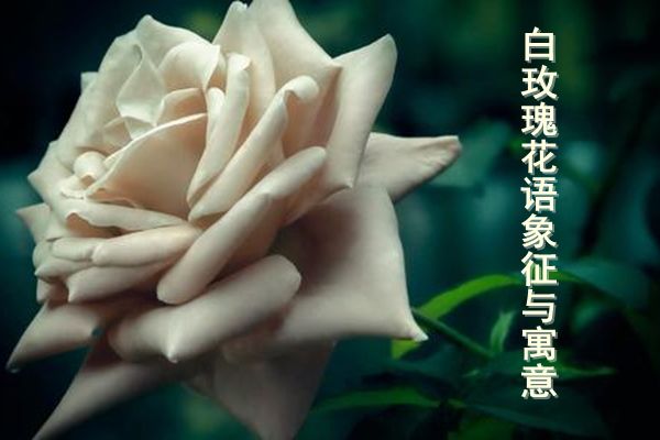 白玫瑰代表什么意思 白玫瑰花的寓意和花语