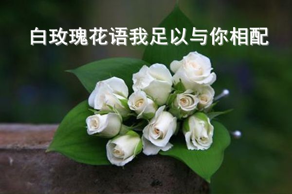 白玫瑰代表什么意思 白玫瑰花的寓意和花语