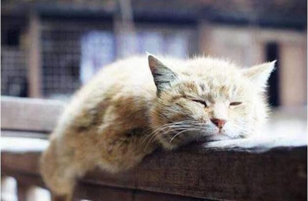 猫咪临产前有什么征兆 临终前的告别信号会眷恋主人