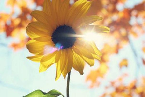 �ʺϳ��ڲ�����΢���ǳ�Ů���°�� ������Ů�˵�΢���ǳ�