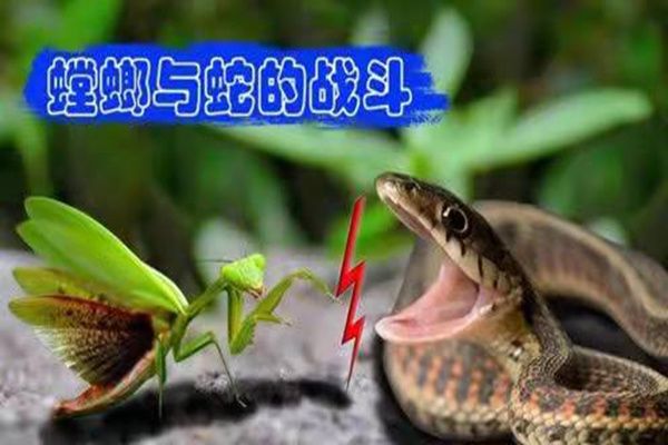 螳螂能打败蛇吗螳螂捕蛇螳螂为什么能杀死蛇