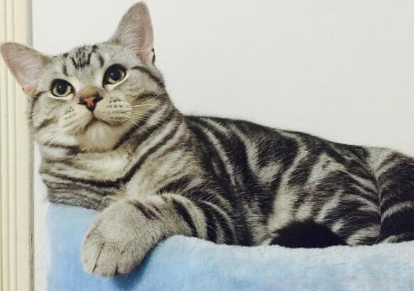 ����è����Ǯһֻ ��ô��������������