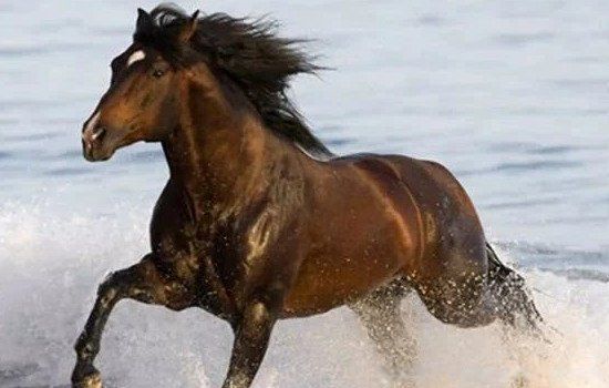 ������ϲ����ʲô��˼ ��Ф��2022��ϲ��������