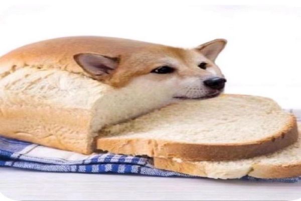 面包狗是什么意思网络用语 像面包一样的狗长什么样子