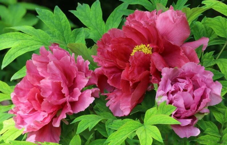 中国国花是牡丹还是梅花究竟是什么哪种花 走红网