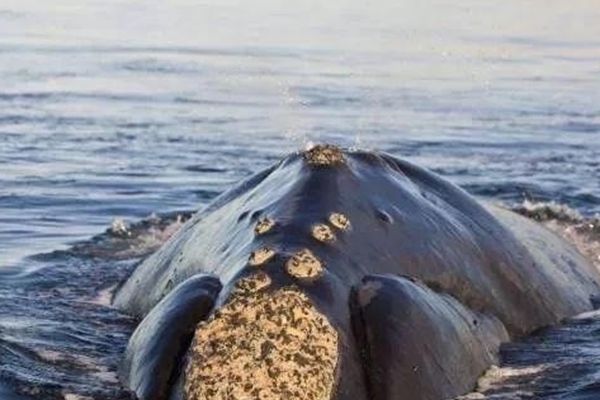 藤壶寄生在鲸鱼身上有什么危害 藤壶是什么东西能吃吗