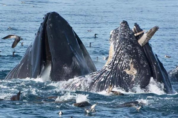 �ٺ������ھ���������ʲôΣ�� �ٺ���ʲô�����ܳ���