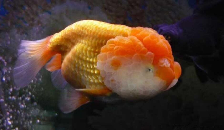 梦见鱼是什么意思 梦见鱼在水里游来游去好不好