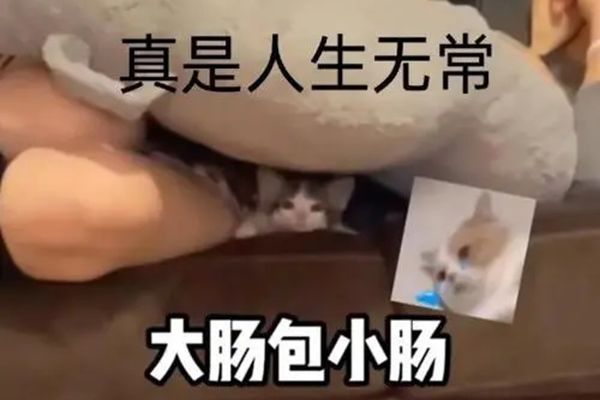 人生无常大肠包小肠是什么意思 出自哪个电影下一句怎么接