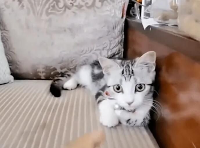 СèԬ�����Ĺ��� ��ʲôƷ�����˽�ʲô����