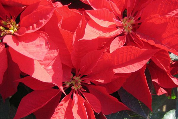 ���ֲ������ڼ���Ļ� ʲô����ˮ�ϲ��ʺ��ڼ�����