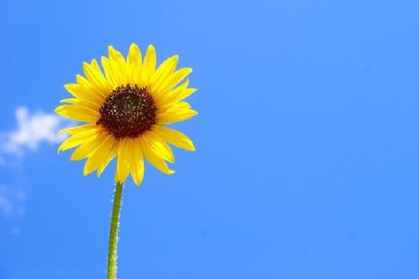 ���տ��Ļ�����ʲô������ʲô ��Ŀ�ޱ������½�������˼