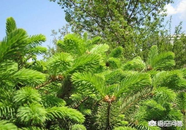 五树进宅,人穷家败 指的是哪五种树什么意思