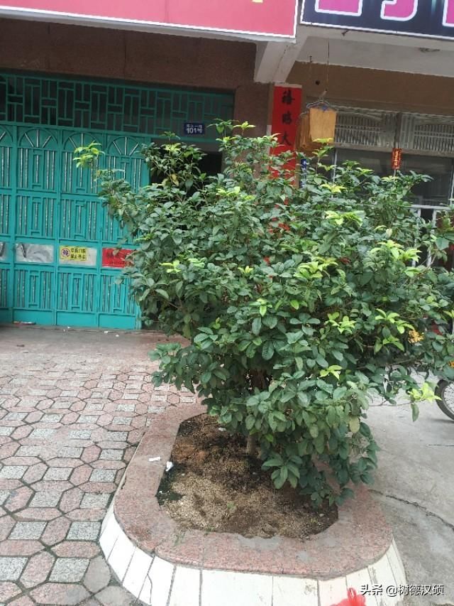 五树进宅,人穷家败 指的是哪五种树什么意思